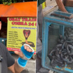 COBRA PAKODA IS GETTING SOLD ON THE STREETS OF INDONESIA || 100 OF SNAKES WERE CAGED