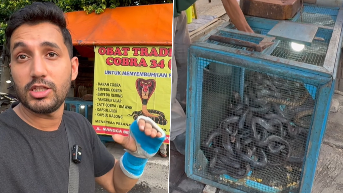 COBRA PAKODA IS GETTING SOLD ON THE STREETS OF INDONESIA || 100 OF SNAKES WERE CAGED